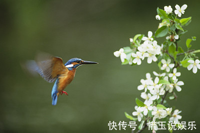 生肖鼠|孩子若是这3生肖，等于生了一个“招财童子”，以后运旺财也旺