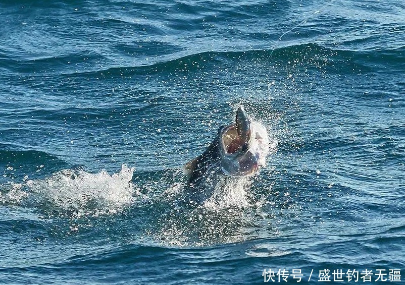 提竿不是跑鱼就是被切线,老钓手教你小妙招——盛世三渔
