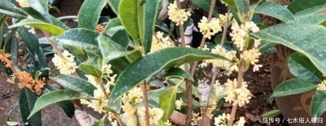 枝条|桂花怎样繁殖快？“扦插”最靠谱，教你扦插小技巧