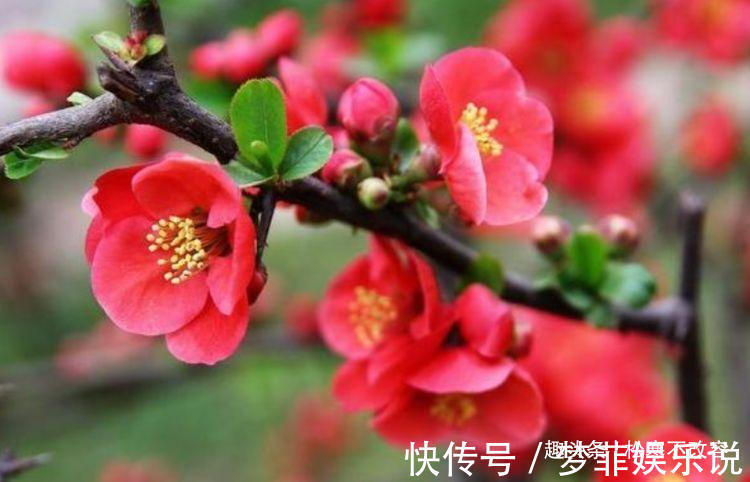 海棠花|几种花超爱开花,清香怡人,连年开花,满室生香,花开美观又大气