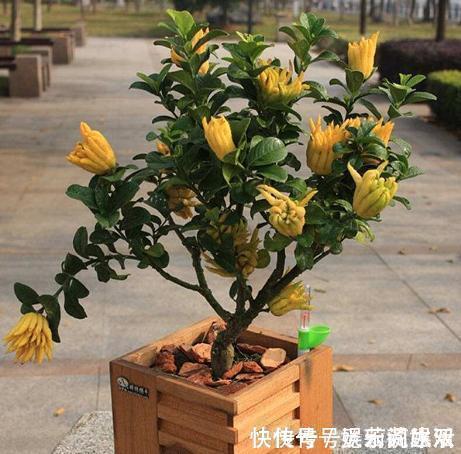 牡丹花|这种花在农村到处都是,却是有钱人最爱养的盆栽,不仅招财还养人