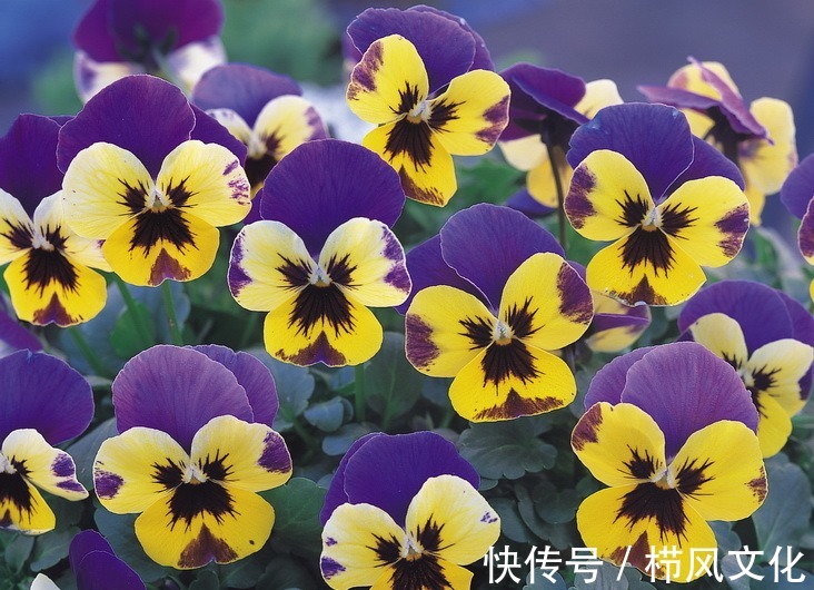 喜欢在家中养护花卉,就选择花期长,花色绚丽的3种花卉,非常美