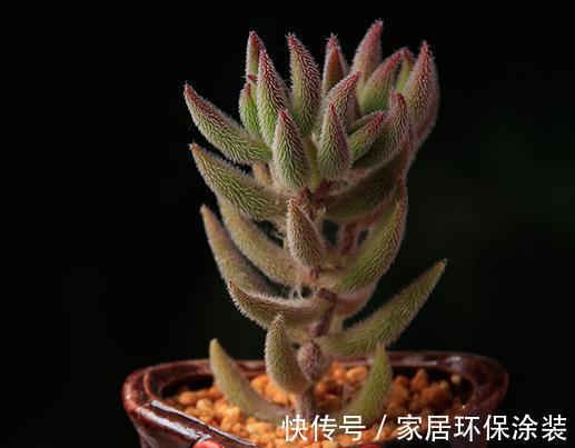 童话里走出来的多肉,就是你的王子,你细细体会