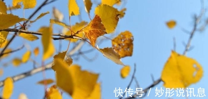 五律$诗词/五律《树叶》