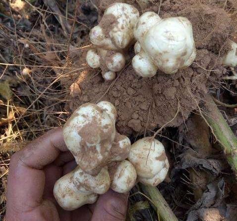 埋了就能活,亩产5千斤,价格也不错,却没几人愿意种