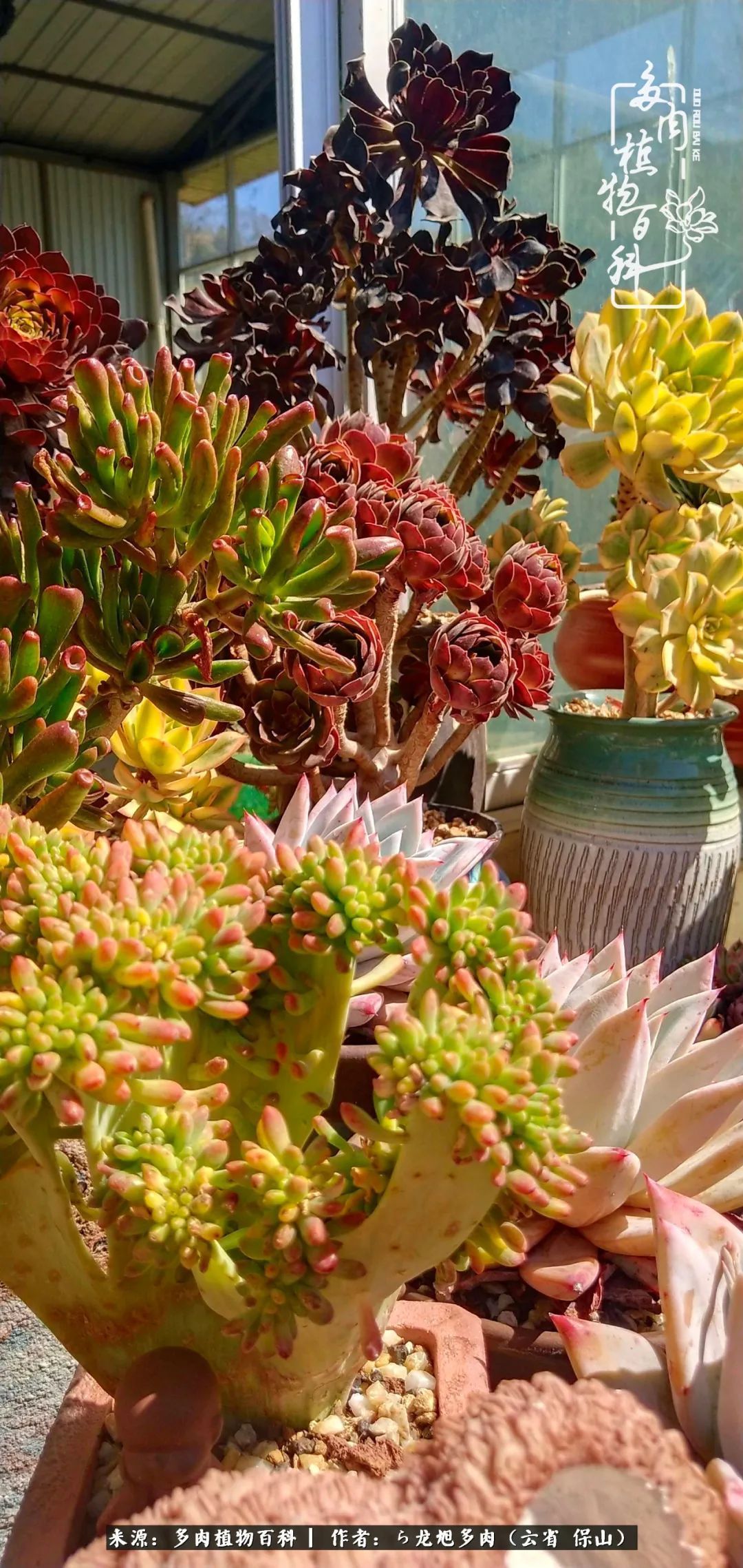 叶片|美了，美了！当秋天的风吹向你我的多肉！