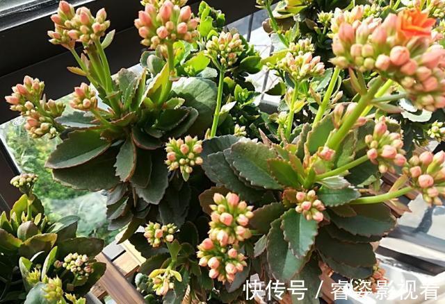 叶壮|给长寿花“吃点肥料”,春节花苞特别多,大苗小苗肥肥壮壮