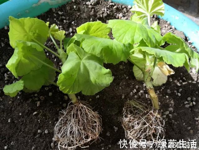 生根|扦插最佳时期到了，有这花赶紧插，沾土就能活！
