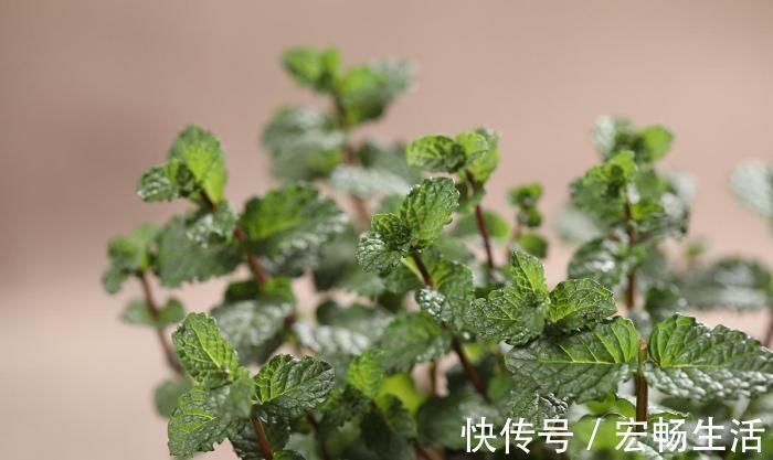 养护|卫生间放这3种“花”,耐阴除臭还杀菌,轻松告别厕所异味