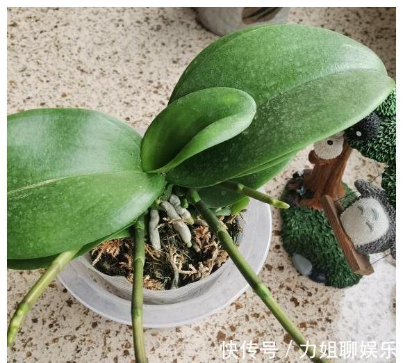 7种“富贵花”,容易被浇死,别太狠,一杯水就够养一冬天