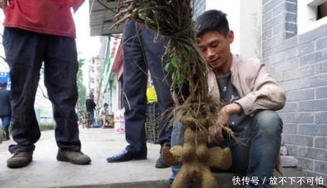 不信|别不信石头缝里有宝藏,被称为“千年草”的价值意外惊人