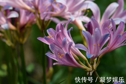 此花所代表的是伤心和离别,就像是百合一样,不过花色很美