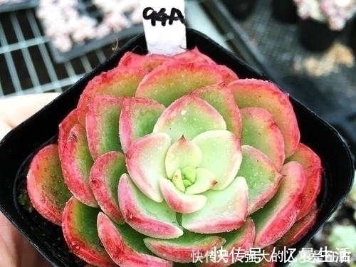 养多肉不用专门买肥料,3种废弃物简单处理,变成多肉最爱的养料