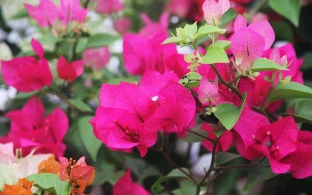 花草三不送,送了变“仇人”,这样看来,老祖宗的话,真的有道理