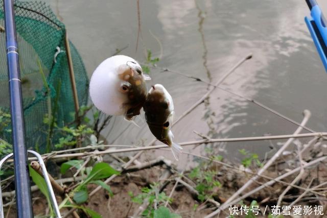 剧毒|珠江出现大量河豚,半天能钓几十条,有胆大者想带回家吃,能行吗