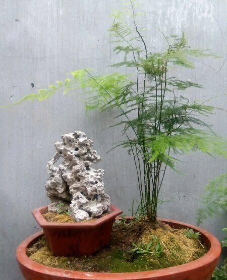 养护|文竹有黄叶别担心,“1种”粉末兑水浇,叶子2天变油绿