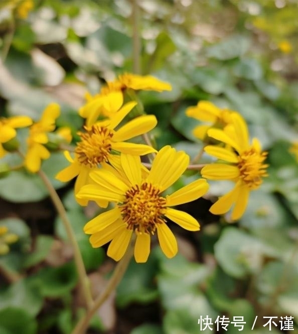 R2|「集微拆评」坚果R2评测：旗舰配置加独有功能，手机更好用了