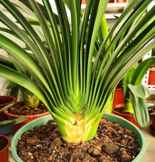 废油|君子兰长势差,盆里倒上“三废渣”,根系有劲,次月涌现“群花”