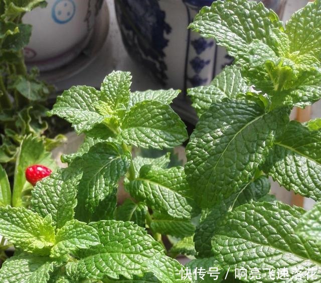 这个植物不但好养,而且味道好闻,还可以吃哦