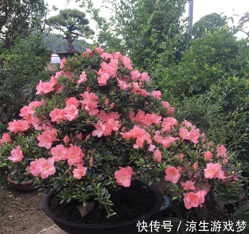 新买的杜鹃,记住4点,不黄叶不落叶,盆盆都能开爆