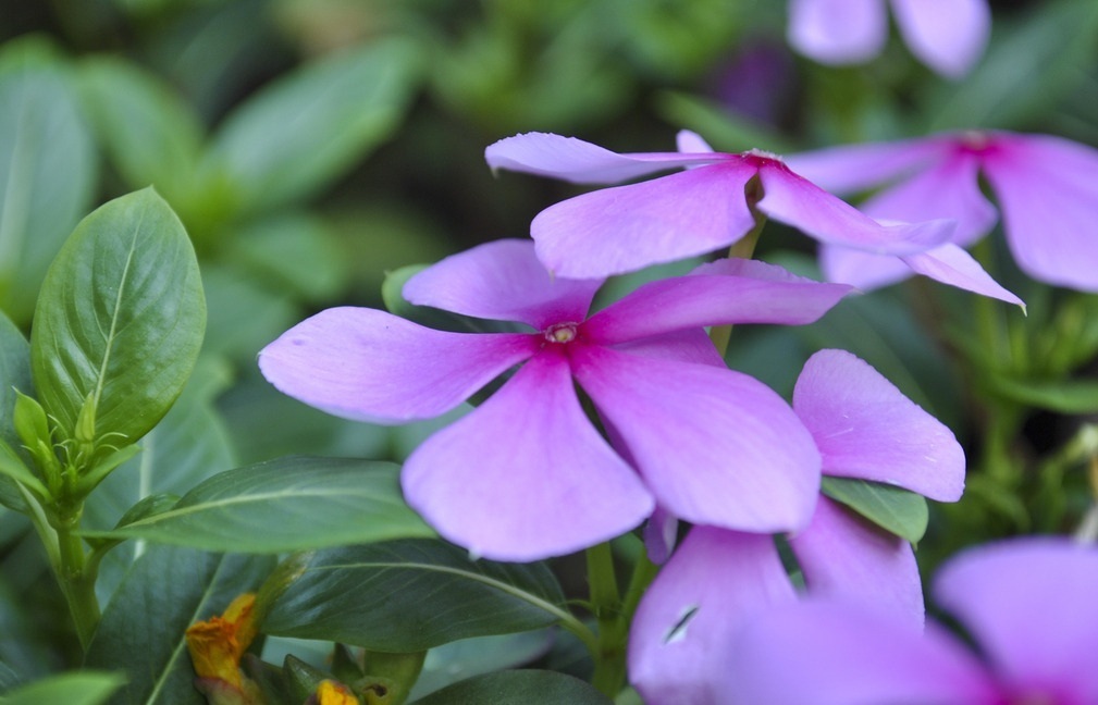 花色|此花所寓意的是最快乐的回忆，花色鲜艳但却显得优雅