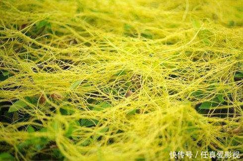 这种野草是寄生植物,藤条满山爬,价值珍贵作用多,人称黄丝藤