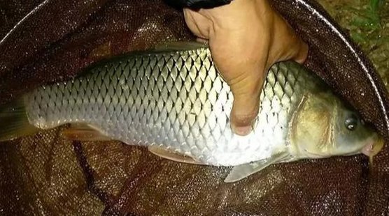 夜钓鲤鱼用饵思路, 让你快速上手成功爆护