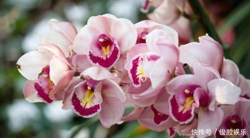 种花|4种花，个个都是高颜值，比“玫瑰”好看，开花量大、花期长