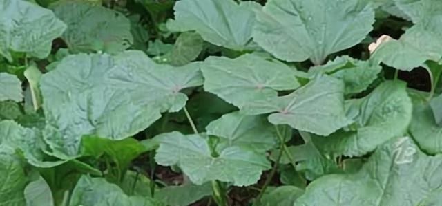 野菜|来自欧洲的进口野菜,常吃能降低胆固醇,在国内被称“百菜王”!