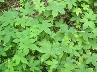 喉咙|农村常见的五龙爪，以下植物的药用价值很高，你食用过么