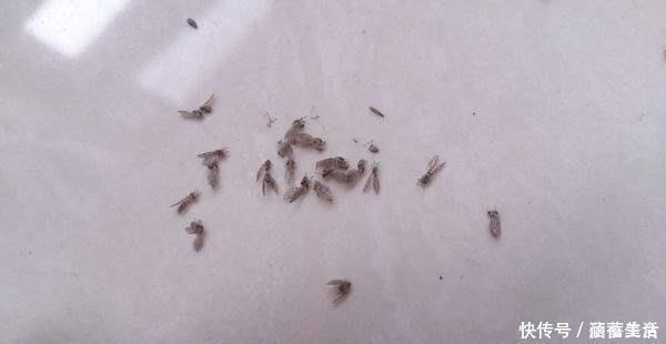 飞虫|花盆满是小飞虫？不是大事，花盆撒把它，小虫死翘翘