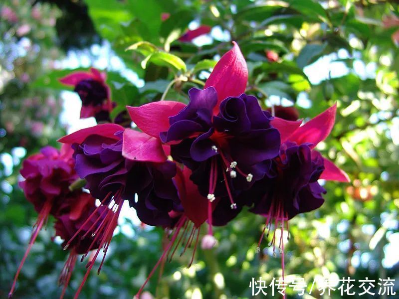 家里的植物不长新叶,僵苗了咋办?掌握这5点,很快就能挽救回来