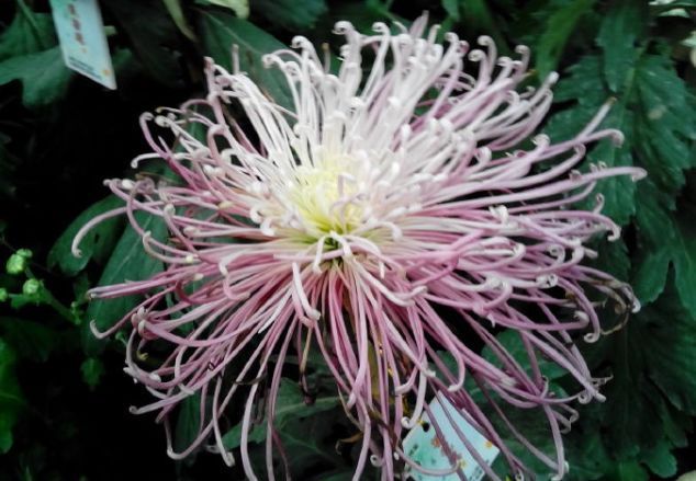 喜欢菊花,不如养盆优良名菊“桃花溪”,色泽艳丽,美爆了