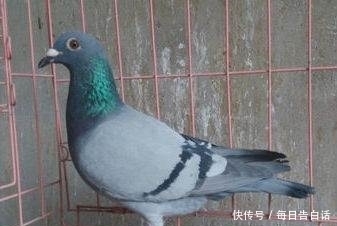 大蒜可以帮助鸽子达到什么效果?又该如何使用?