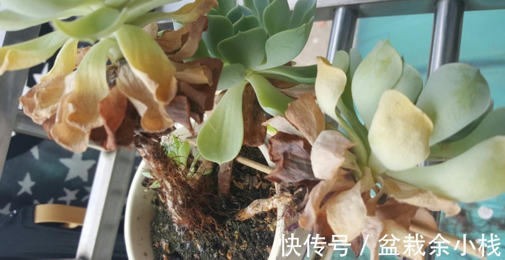 莲花科属多肉|莲花科属多肉,茎干底端叶子干枯摘还是不摘?看这3种情况