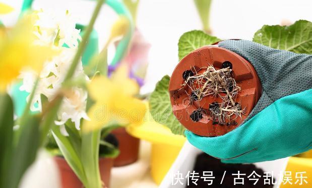 虫害|家里的花草爱生虫生病?盘点养花常用药,不再白花钱