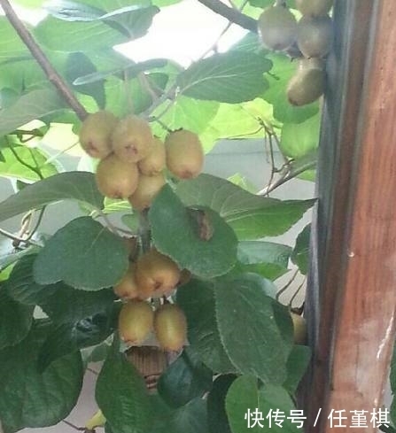 栽花盆里的这几种水果树,种一棵可以吃几年,造型修整下确定美