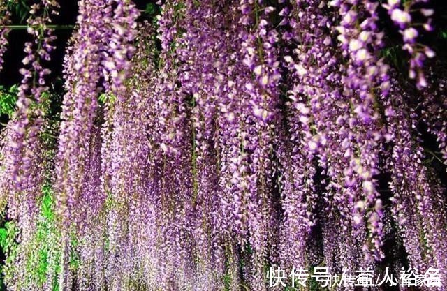 花友们|这种花梦幻得要命,被称为婚礼专用花,自家阳台就能种!