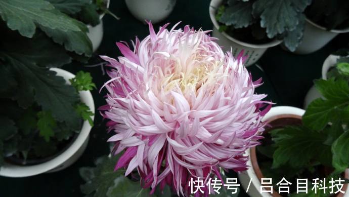 喜欢菊花，不如养盆“精品玫瑰”罗德斯，立体美感，女神最爱