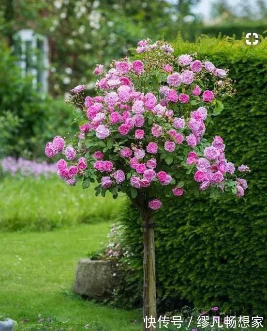 月季养成树，开花一团团，轻松开成大花球，阳台也能养得好！