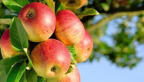 常吃苹果的人,身体不会差,但切忌与一物同食,却有太多人不清楚