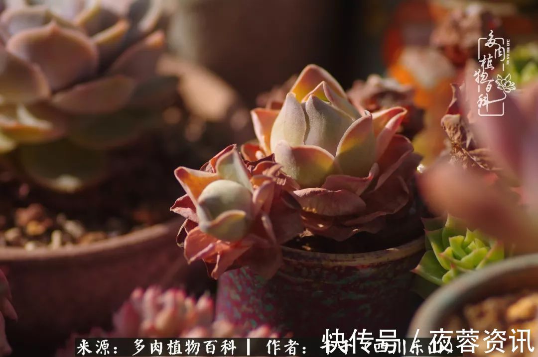 夏天|夏天日晒雨淋,秋老虎来势汹汹,你的多肉准备好逆袭了吗