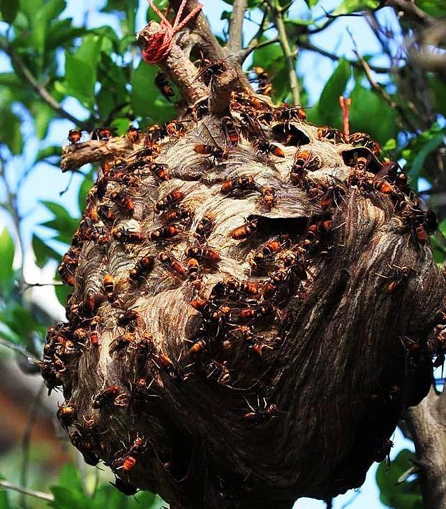 绵阳马蜂防治:守护城市安宁的战役