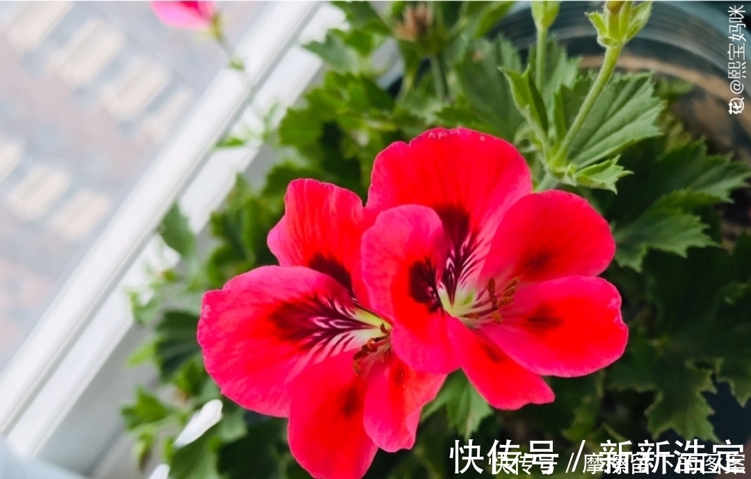 叶插|长寿开花变异了,十年都见不到一次,真稀罕