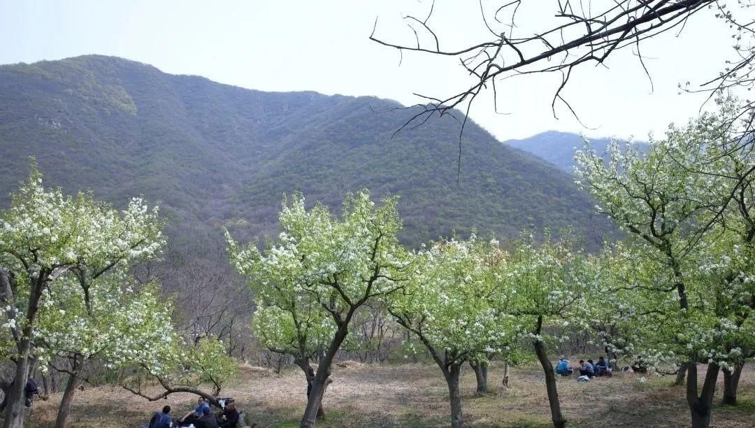 千树万树梨花开，东山梨园飘香