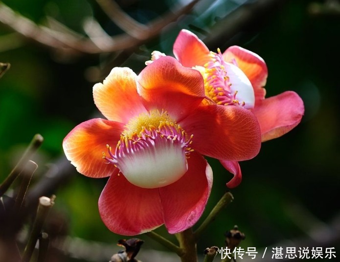 花瓣|此花花瓣挺拔,花色艳丽夺目久开不败,通常是胜利和圆满的象征