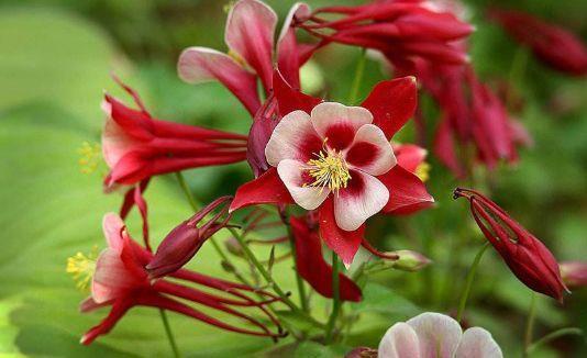 居家适合养护此几款花卉,比绿萝好养,阳台变花海