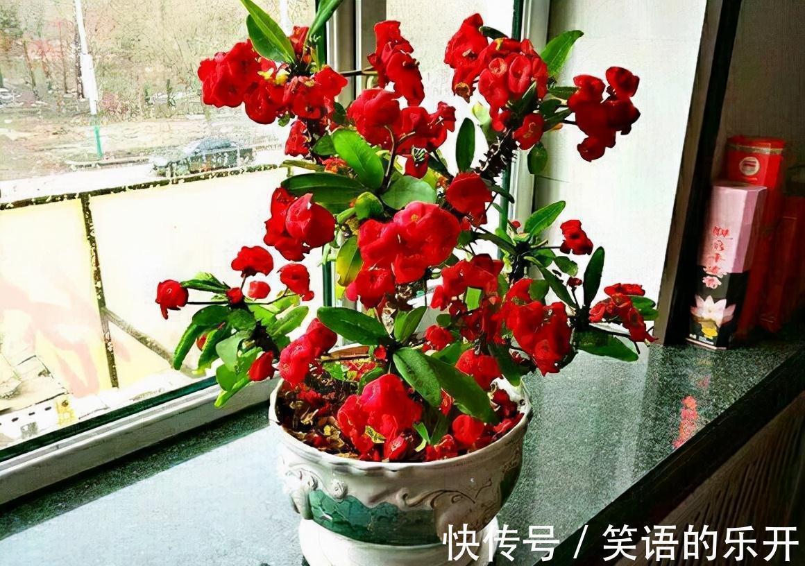 积水|适合“干养”的11种花,天冷更加要控水,不然难过冬