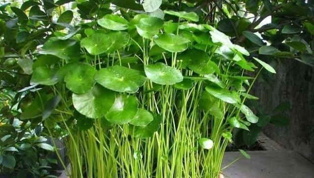 要领|老花农养铜钱草，记住3个“要领”，叶子大又绿，疯长到爆盆