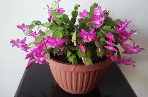 栽种|扦插蟹爪兰,巧用“小妙招”,夹在梳子缝里,呼呼长出毛细根